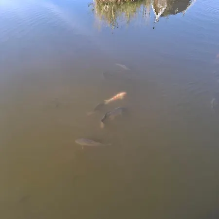 Lägenhet Paleczyno Pondside Retreat By Bookinghost *