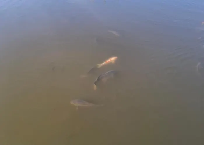 Daire Paleczyno Pondside Retreat By Bookinghost *